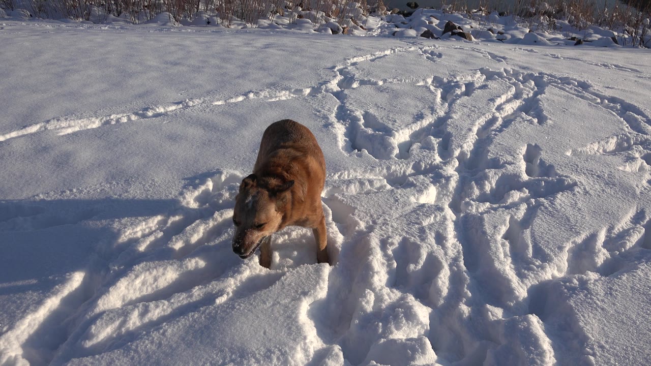 Brown dog stepping or leaning forward in deep snow.