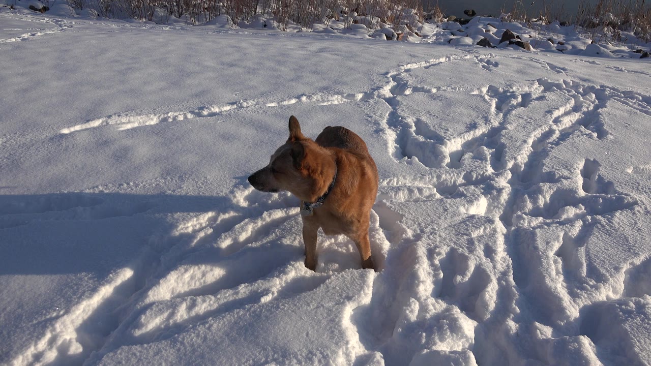 A brown dog stands in fresh tracked snow near a lake in Westminster, Colorado, with low winter light and no visible people.