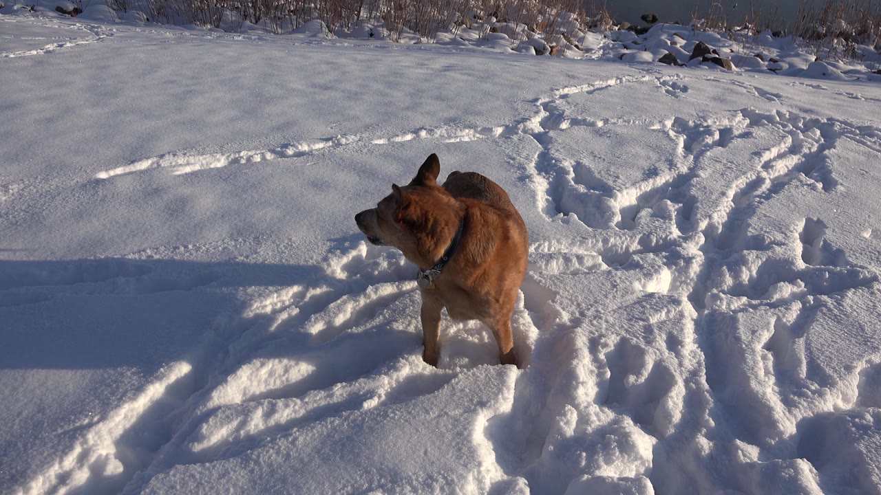 Brown dog in snow with its head turned left.