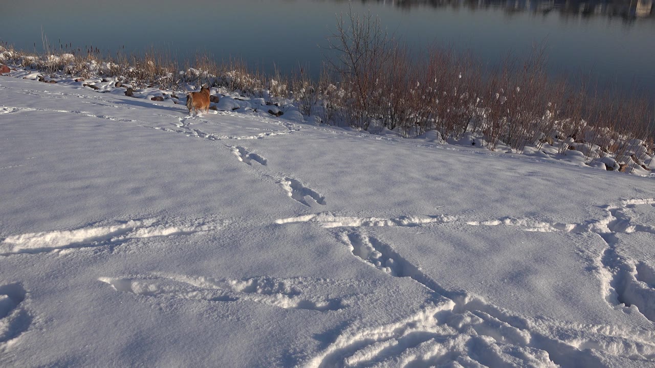 Brown dog near a snowy lakeshore with tracks in the foreground.