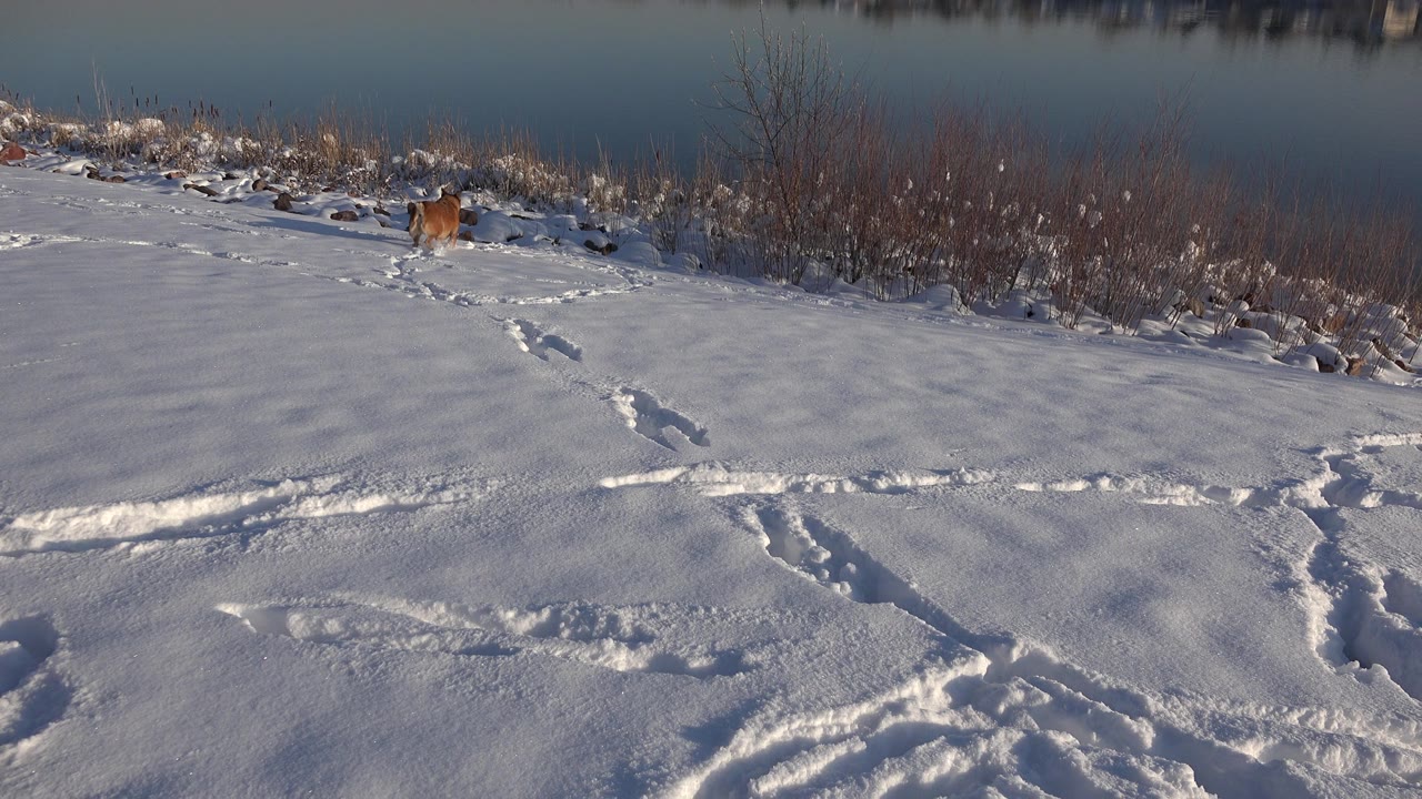 The brown dog continues along the snowy shoreline in Westminster, Colorado, with lake water behind brush and no visible people.