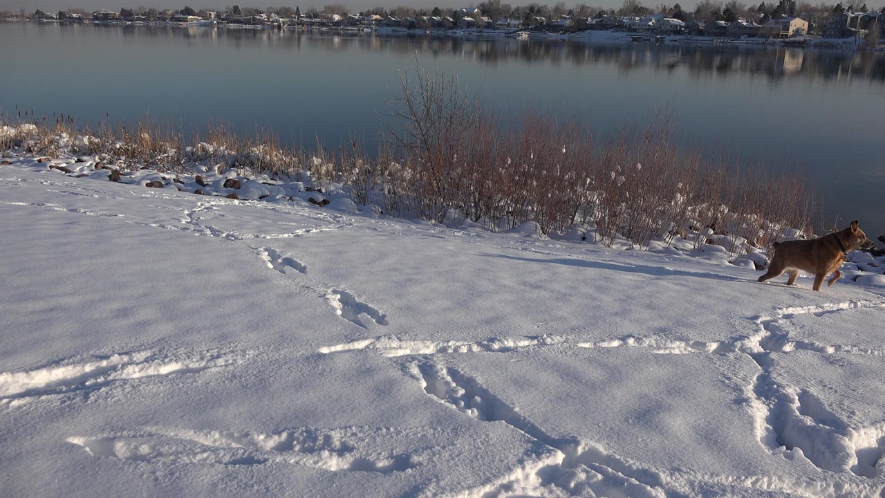 A brown dog moves near the right edge of a snowy riverbank in Westminster, Colorado, with footprints crossing the foreground, brush at the waterline, distant houses, and no visible people.