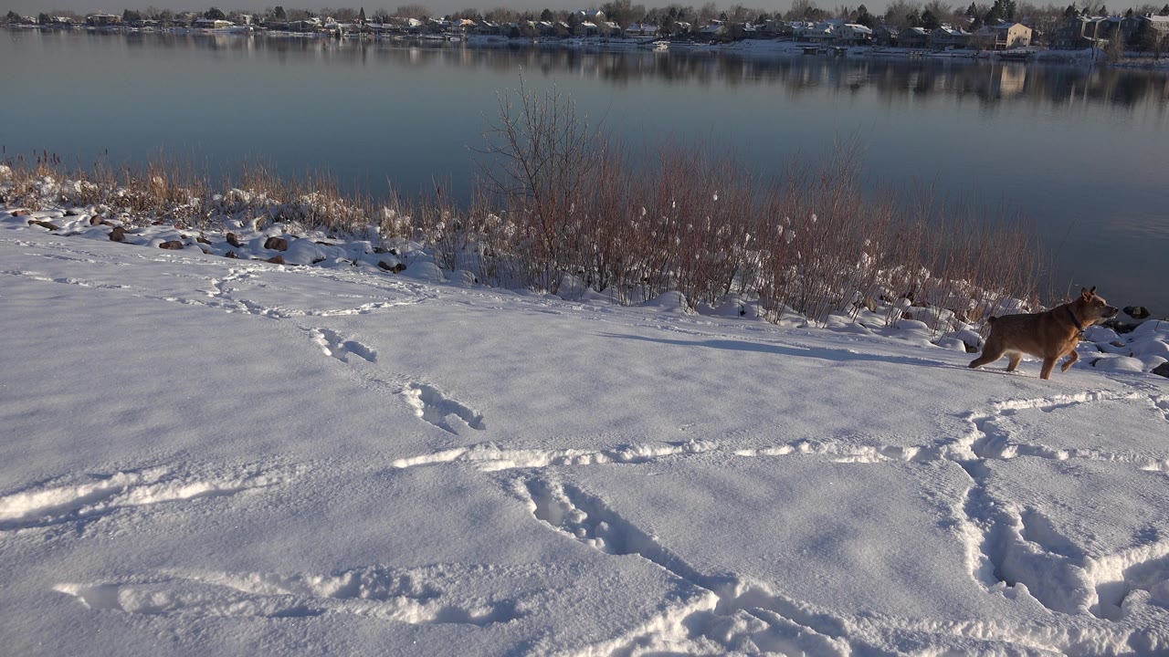 Dog at far right of snowy bank with footprints in front.