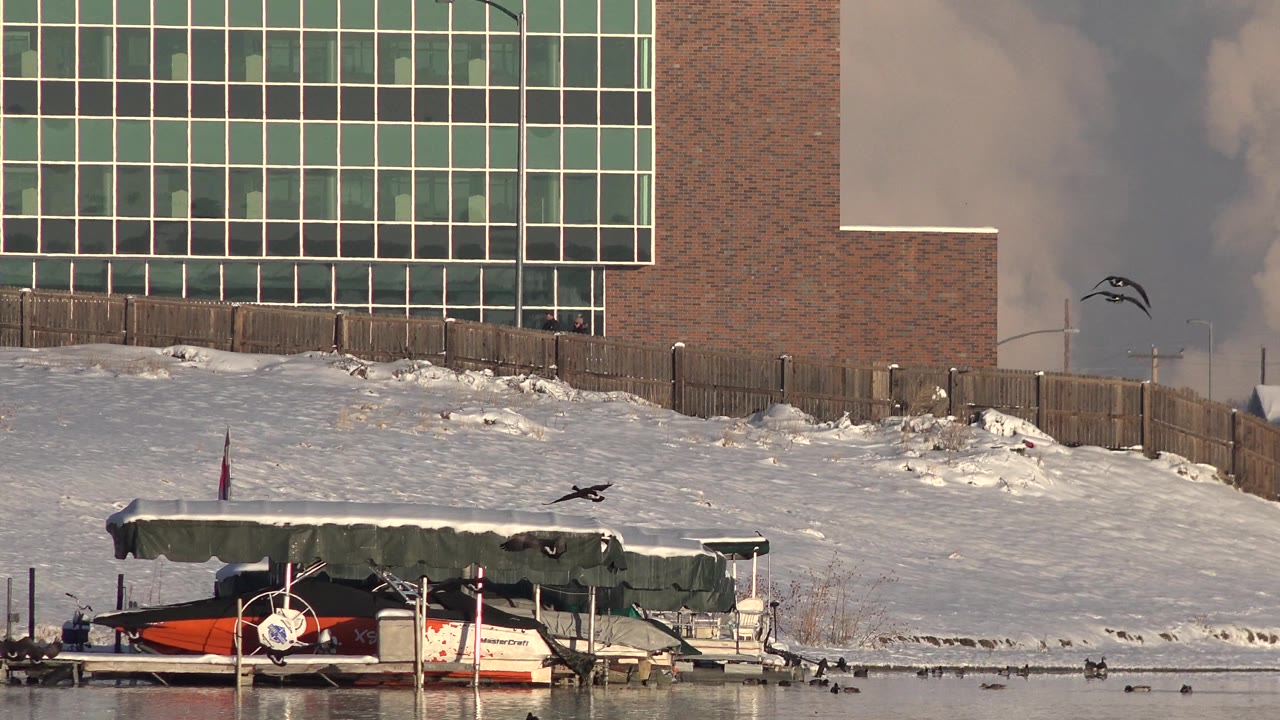 Ducks on a reflective lake near a covered dock and snowy shoreline.