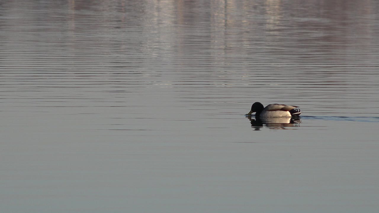 A duck swims across calm pond water in Westminster, Colorado, with soft vertical reflections behind it and no visible people.