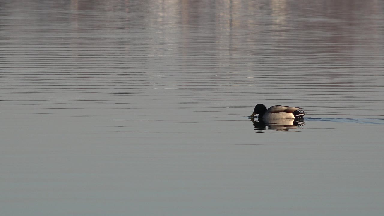 The duck continues across the gray-blue pond surface in Westminster, Colorado, with its body low in the water and no visible people.