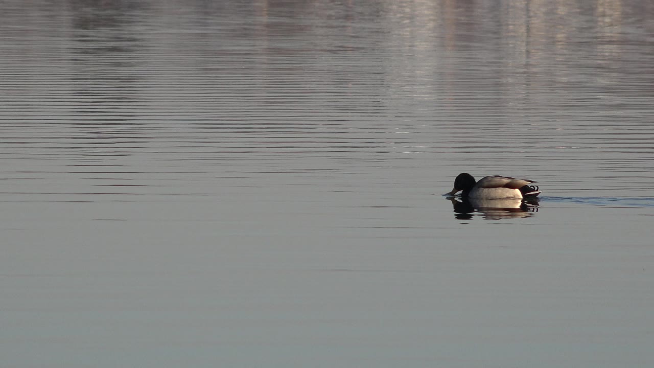 Duck near right side of wide pond frame
