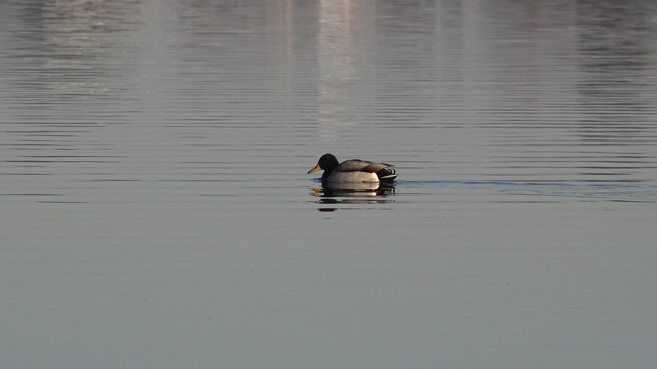 A lone duck sits left of center on calm water in Westminster, Colorado, with faint vertical reflections behind it and no visible people.