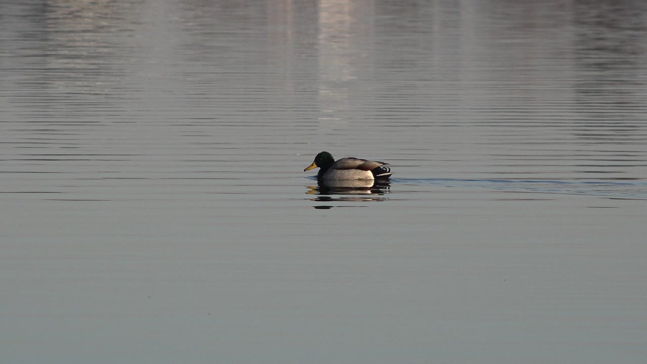 The duck appears near the center of the Westminster, Colorado frame, moving across gray-blue water with a narrow wake and no visible people.