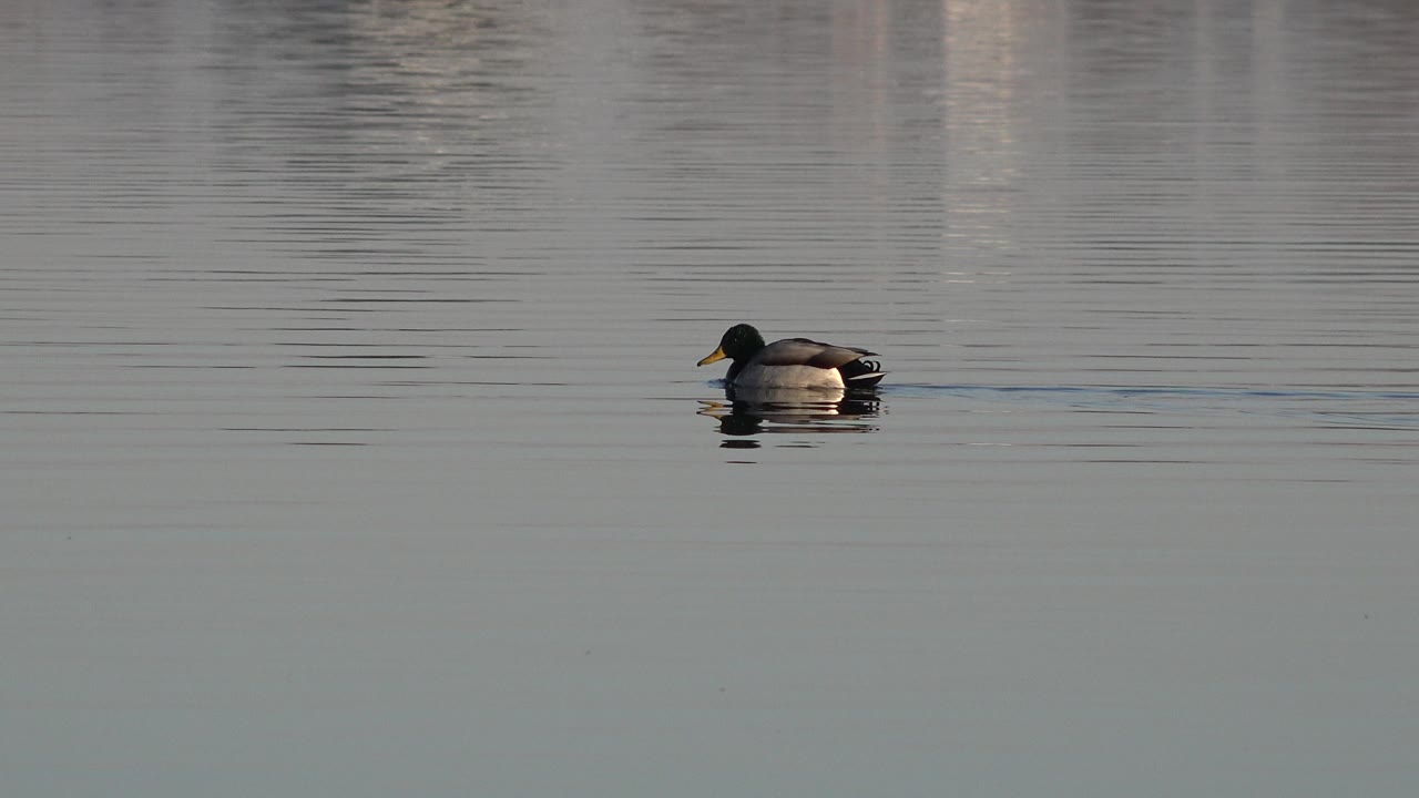 Duck on open water with soft reflected shapes in the background.
