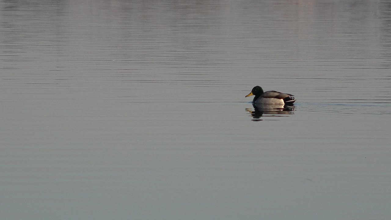 A lone duck swims near the upper left of calm water in Westminster, Colorado, with faint reflections behind it and no visible people.