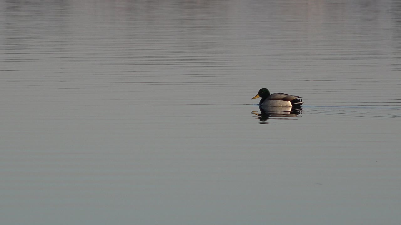 The duck appears slightly farther right on the calm Westminster, Colorado water, leaving a narrow ripple trail with no visible people.