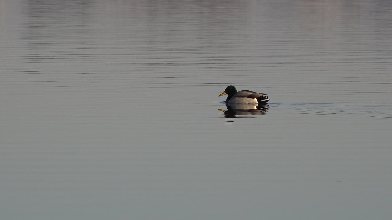 Duck on open water with ripples trailing behind.