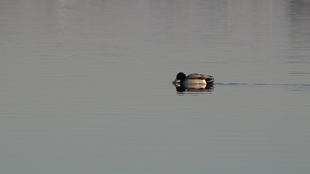 A duck swims near the left side of a wide gray-green lake frame in Westminster, Colorado, with a narrow wake trailing behind it and no visible people.