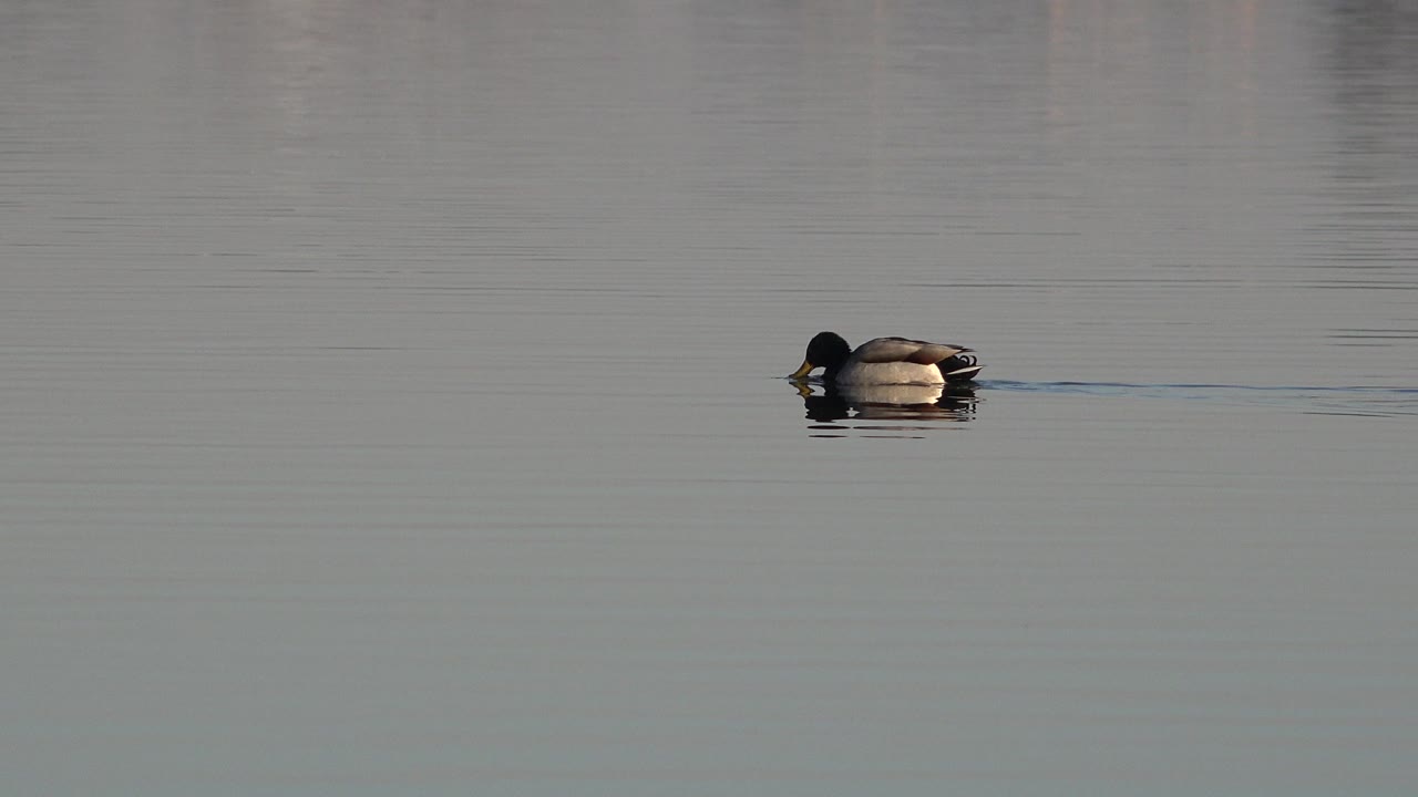 The duck remains centered in a wide lake view in Westminster, Colorado, with its dark head low over the water and a faint wake stretching to the side, no visible people.