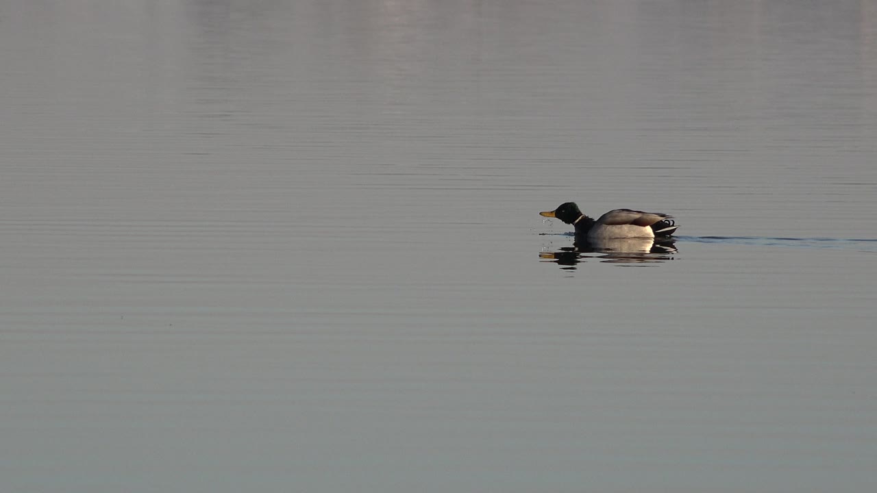 Duck moving through reflective lake surface