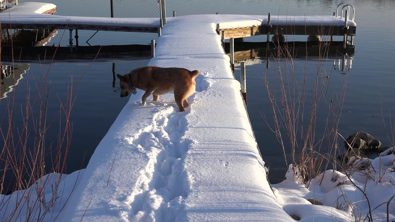 Brown dog on a snowy dock beside still water.