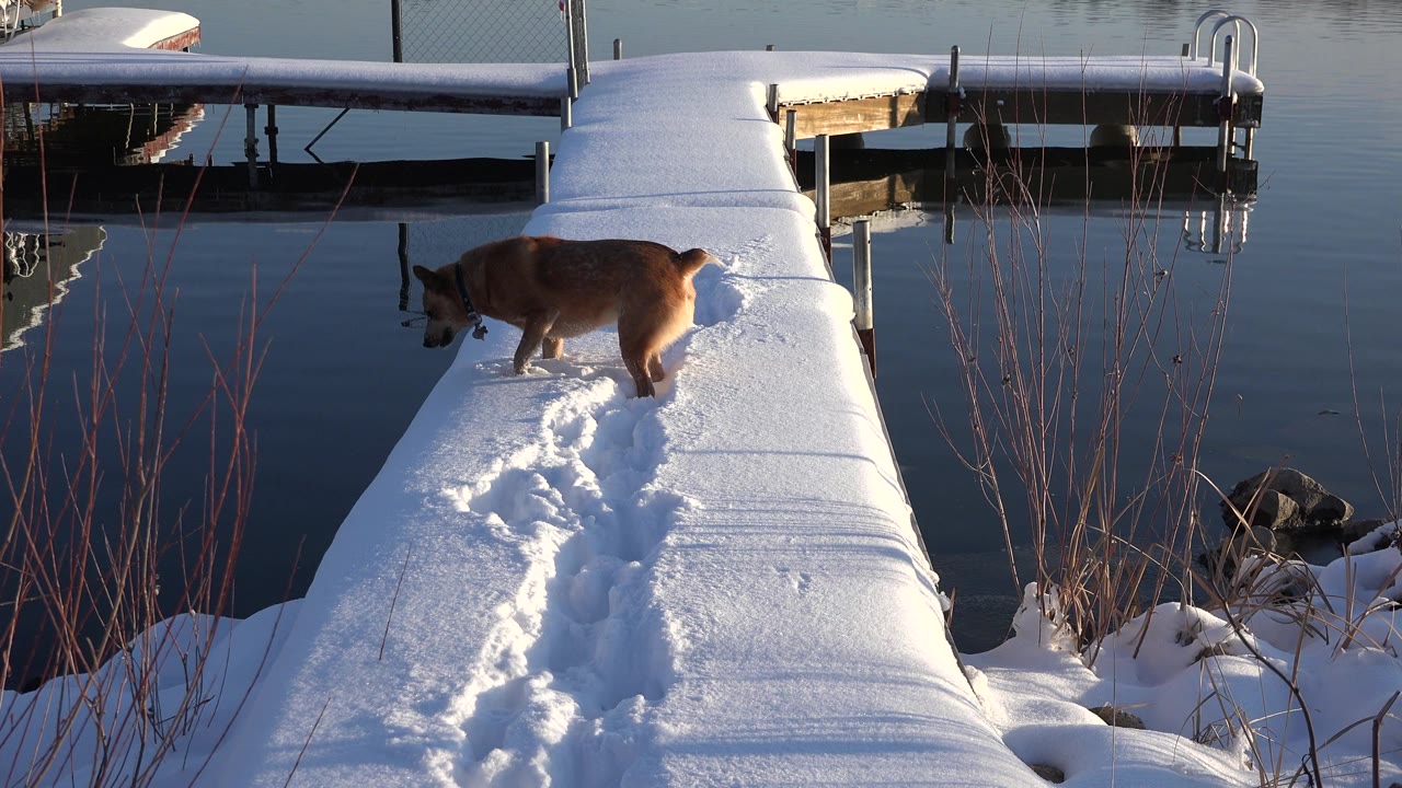 The brown dog moves along the snowy dock in Westminster, Colorado, with fresh tracks leading toward the camera and dark water on both sides, no visible people.