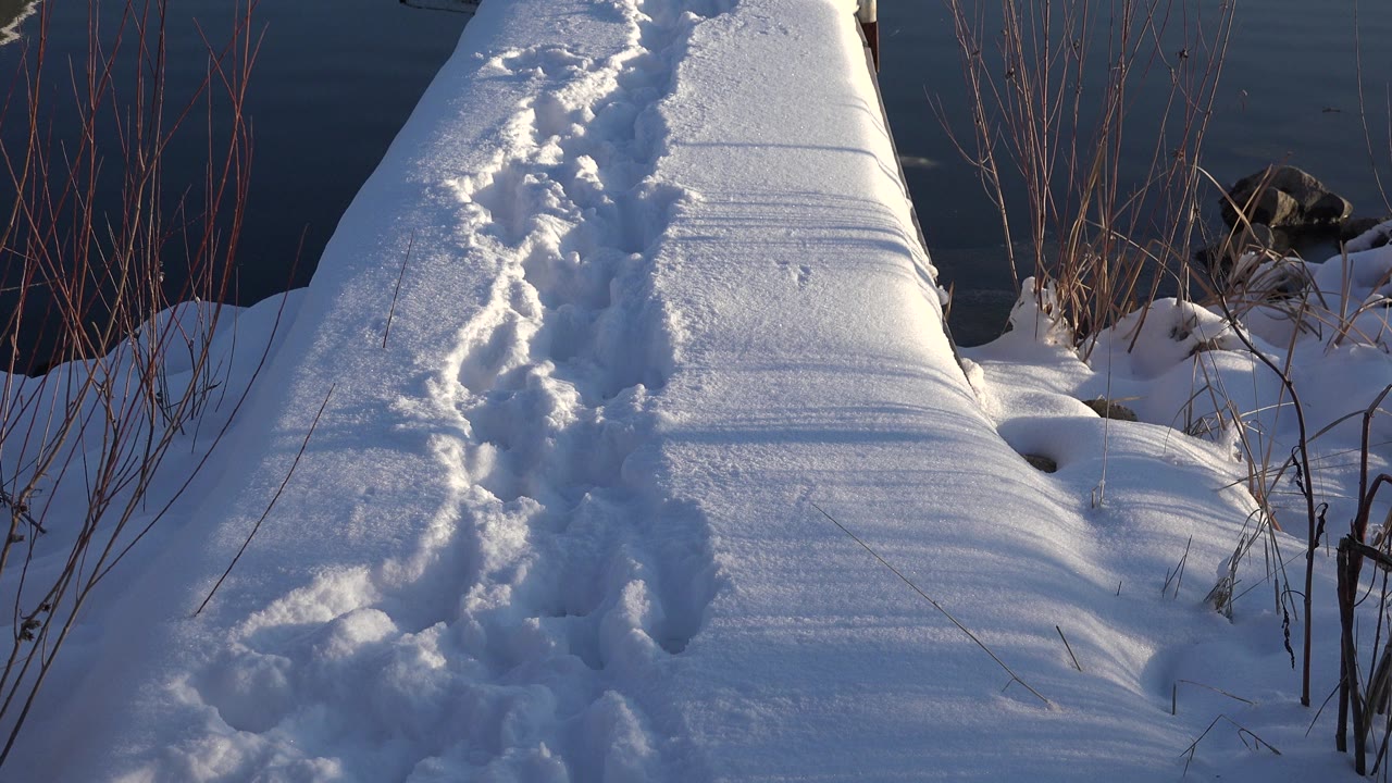 A snow-covered path beside dark water in Westminster, Colorado, with tracks pressed into the snow, bare stems along the edge, and no visible people.