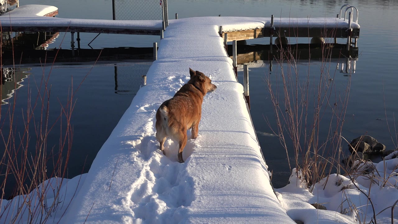 A brown dog walks away from the camera on a snow-covered dock in Westminster, Colorado, with calm water, winter brush, neighboring docks, and no visible people.