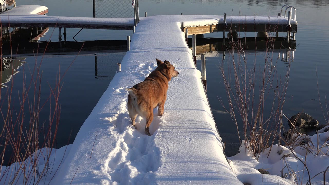 The brown dog continues along the center of the snowy dock in Westminster, Colorado, with footprints leading behind it, quiet water on both sides, and no visible people.