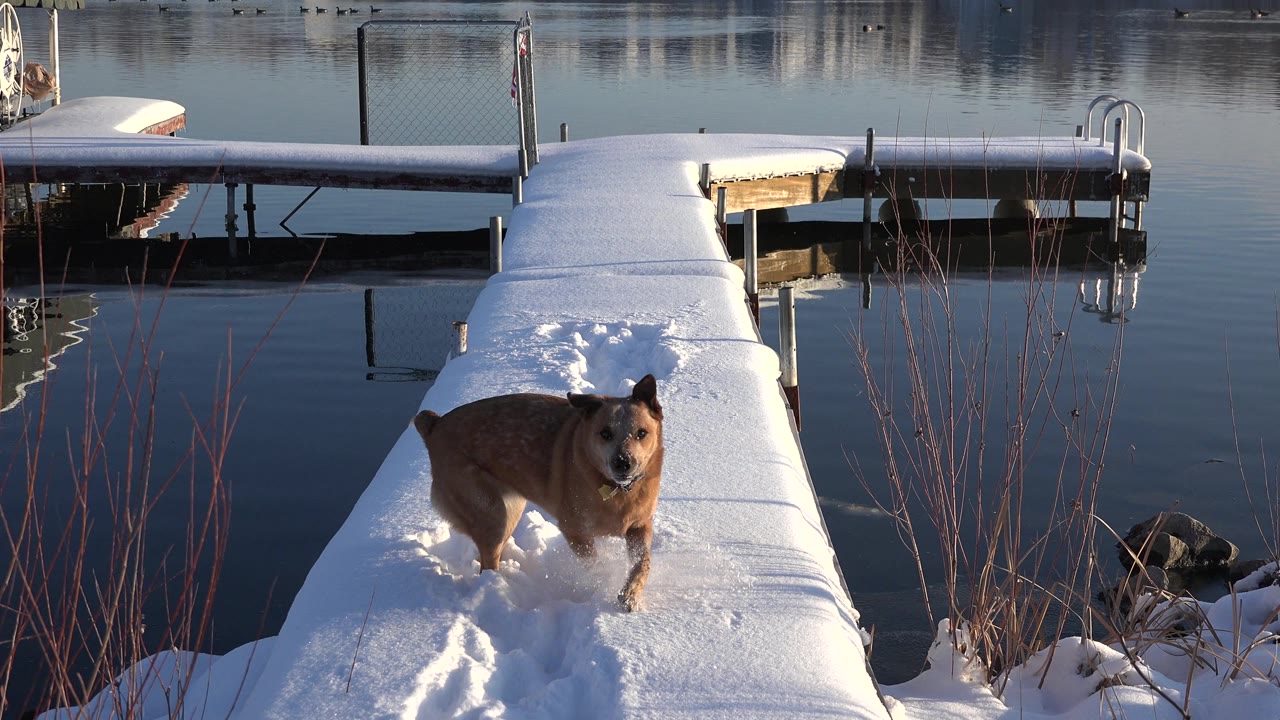 Brown dog facing back on a snow-covered dock by calm water.