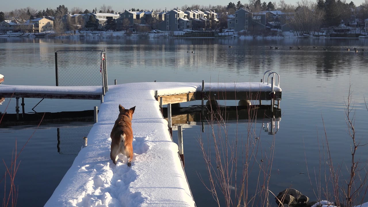 Brown dog running away on a snow-covered pier beside a calm lake.