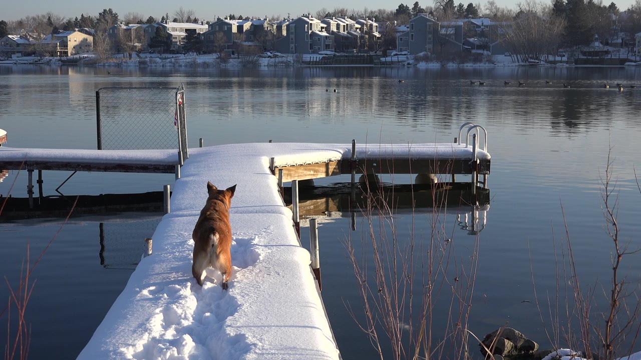 The brown dog continues along the center of the snowy pier in Westminster, Colorado, leaving paw tracks behind as dock sections and reflective water fill the frame, with no visible people.