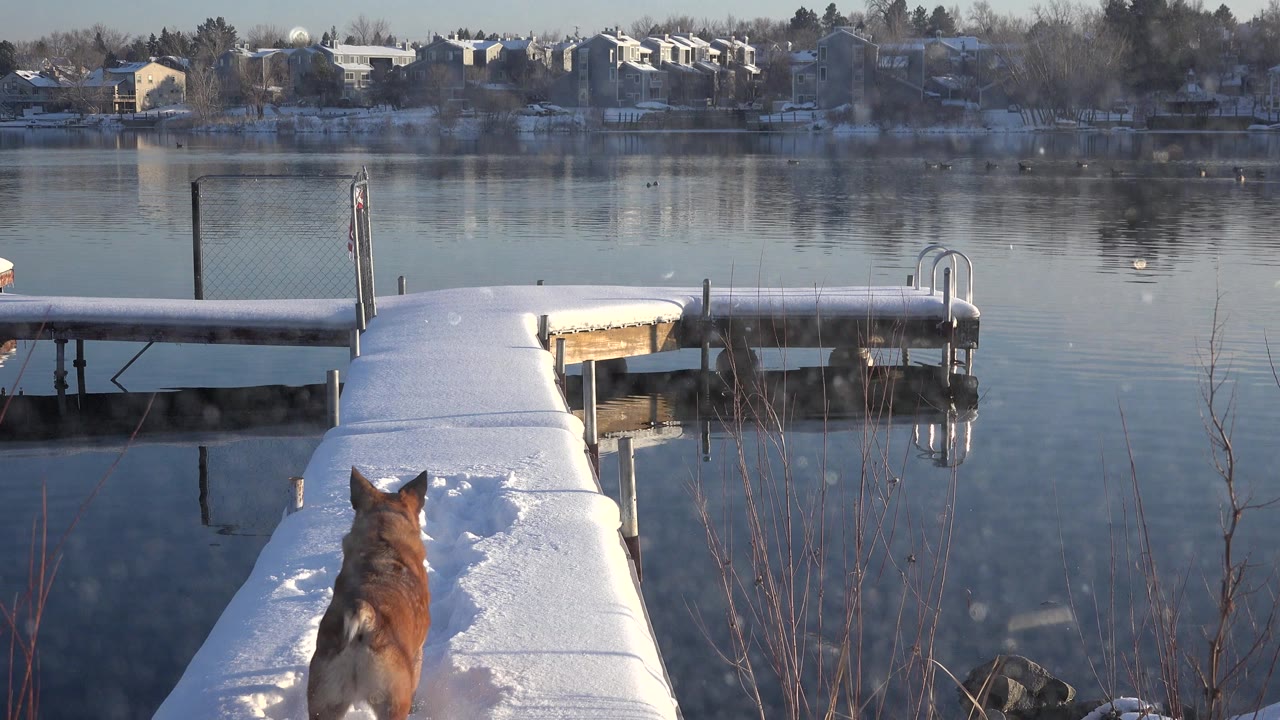 At 0:00 in Westminster, Colorado, a brown dog stands low in frame on a snow-covered dock facing a still lake, with distant homes across the water and no visible people.