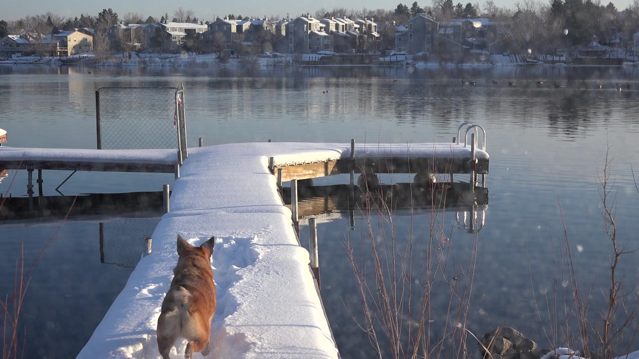 At 0:01 in Westminster, Colorado, the dog is farther up the snowy dock, seen from behind against reflective lake water, side dock sections, and homes on the far shore, with no visible people.