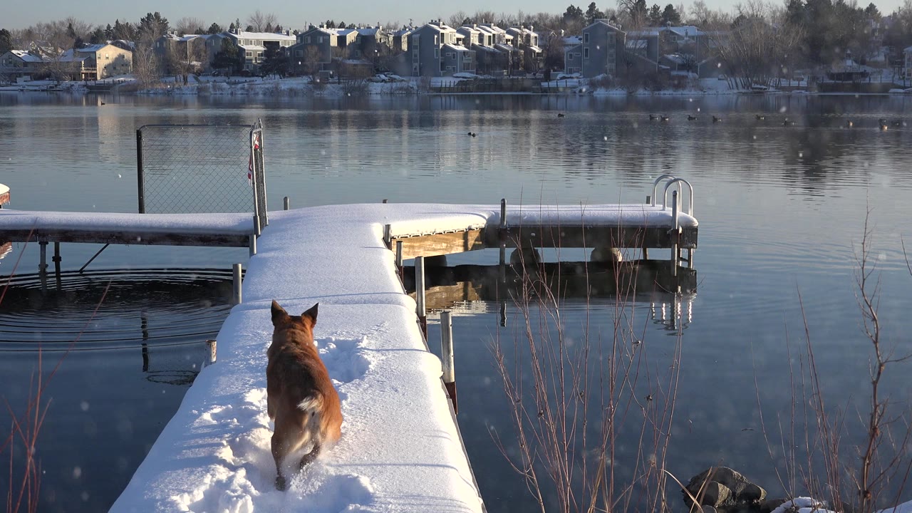 A brown dog stands near the lower left of a snow-covered dock in Westminster, Colorado, with calm water, a dock ladder, distant houses, bare trees, and no visible people.