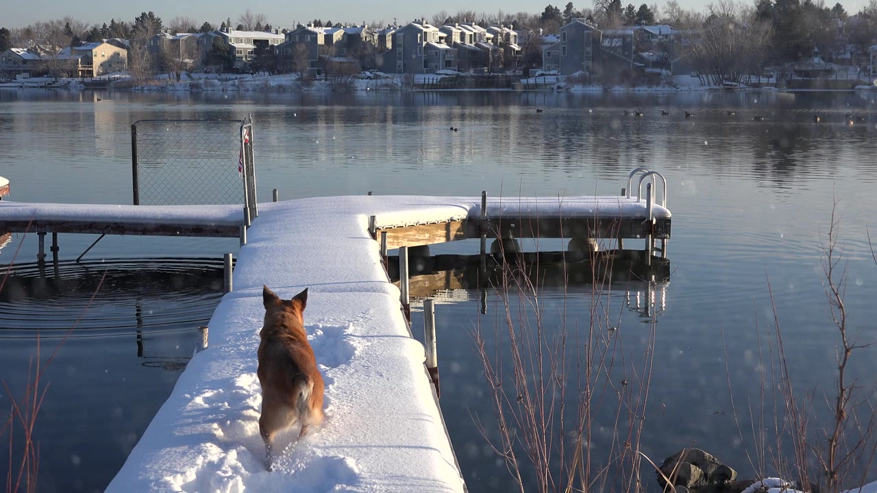 The dog moves farther down the snowy dock in Westminster, Colorado, leaving footprints in the snow while the still lake and far residential shore remain in view, with no visible people.