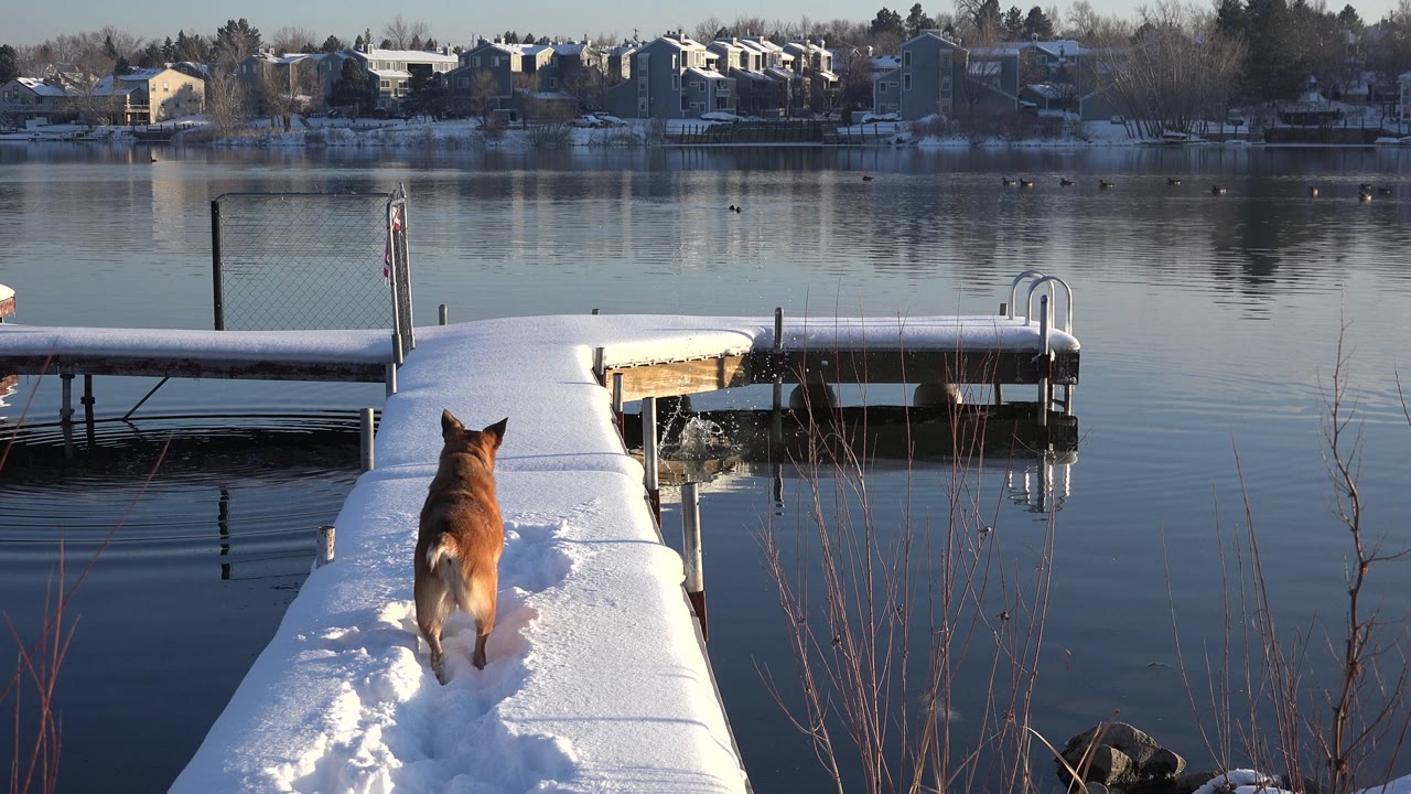 Dog bounding on a snow-covered dock over water.