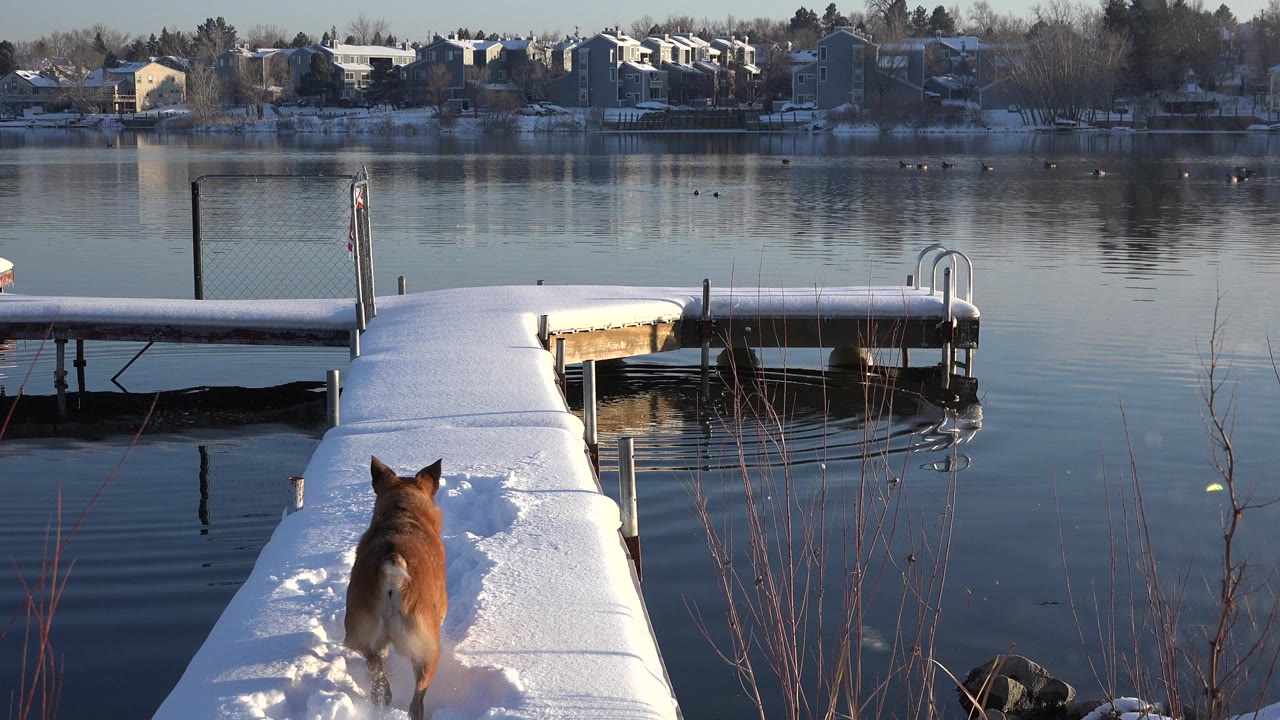Brown dog entering a snowy dock beside calm lake water.