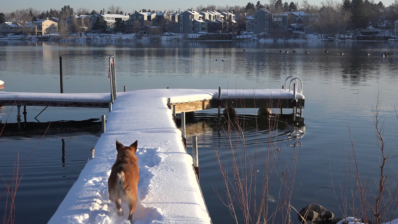 The brown dog moves farther down the snowy dock, leaving packed footprints behind while calm lake water reflects the winter shoreline, with no visible people.
