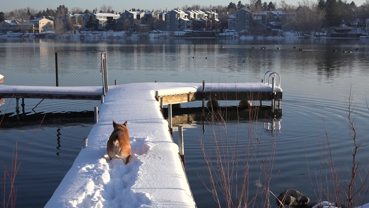 Brown dog walking away on a snow-covered dock beside a calm lake.