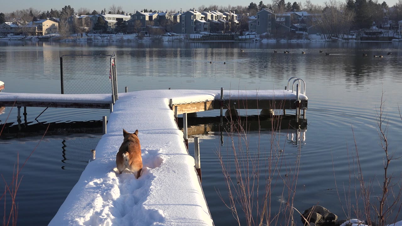 Brown dog continues along the center of the snowy dock toward the lake in Westminster, Colorado, with a metal ladder, rippled water, distant homes, and no visible people.