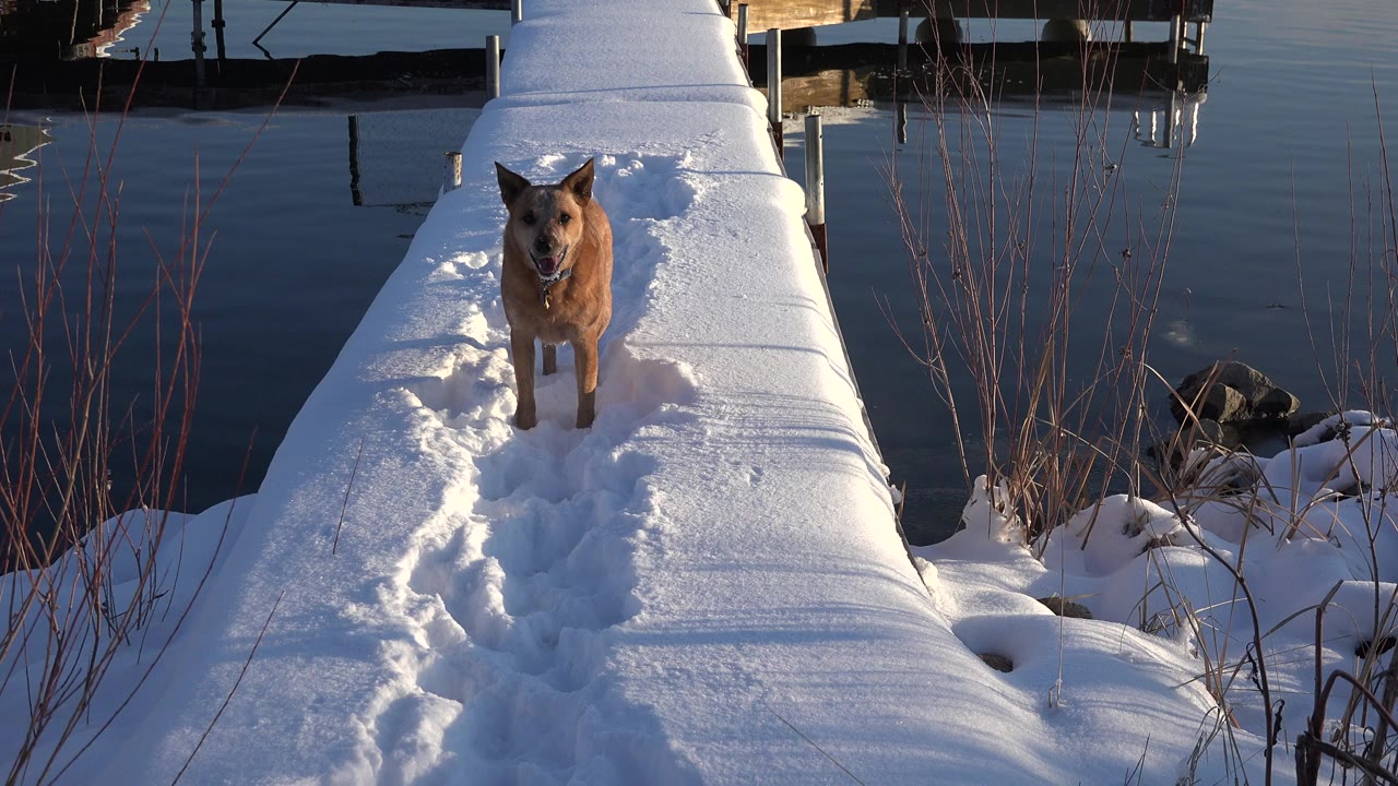 A brown dog stands near the left side of a snow-covered dock in Westminster, Colorado, with footprints leading toward the camera, still water on both sides, and no visible people.