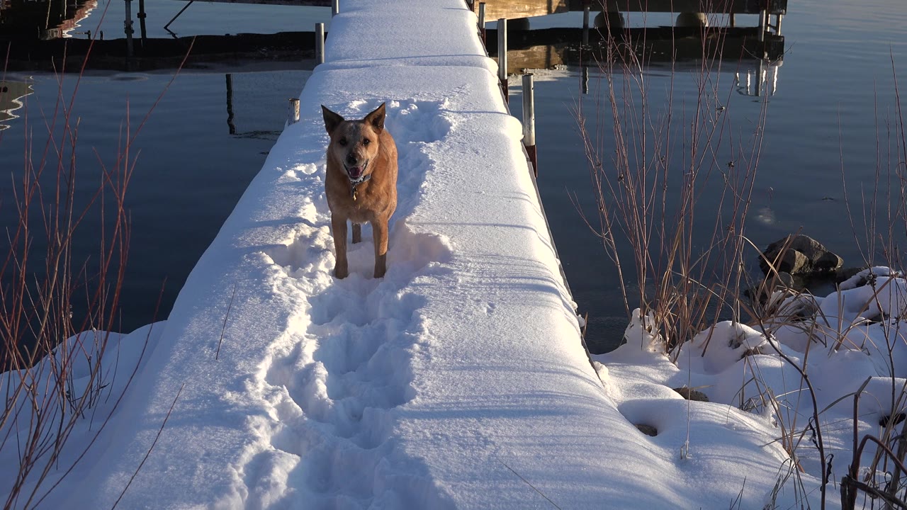 The dog faces the camera from the snowy dock in Westminster, Colorado, with compacted paw prints in the foreground, calm water to either side, and no visible people.