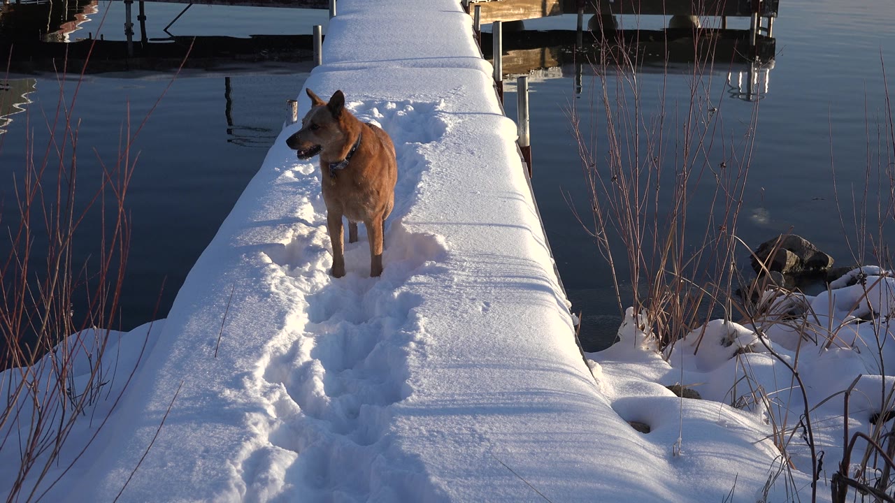 Brown dog turned sideways on a snowy dock near water.