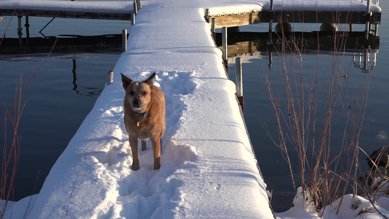 A brown dog faces the camera on a snow-covered dock or bridge in Westminster, Colorado, with dark water and dock posts behind it and no visible people.