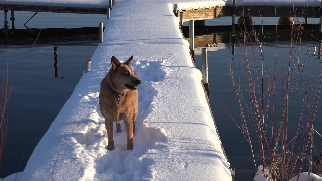 Brown dog looking to the side on a snow-covered dock.