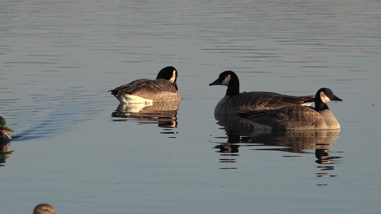 Canada geese and a green-headed mallard float across calm water in Westminster, Colorado, with warm light on the feathers and no visible people.