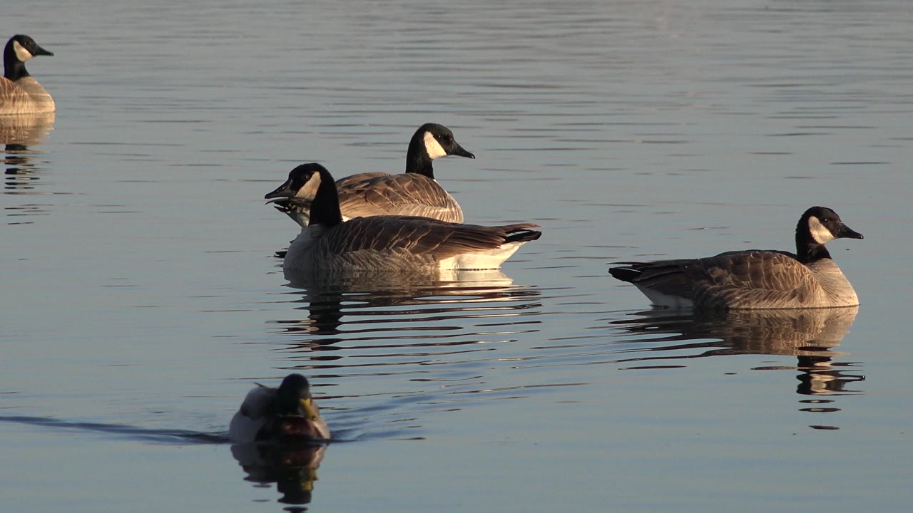 Canada geese float across calm water in Westminster, Colorado, with a mallard low in the foreground and no visible people.