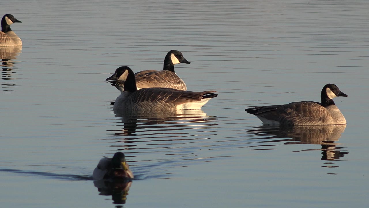 A cluster of Canada geese glides on still water in Westminster, Colorado, while a mallard approaches from the lower frame and no visible people appear.