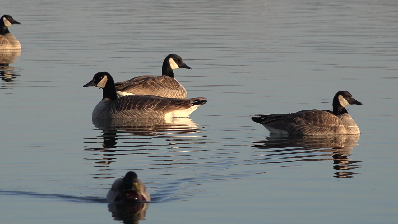 Geese and a mallard on blue-gray water.