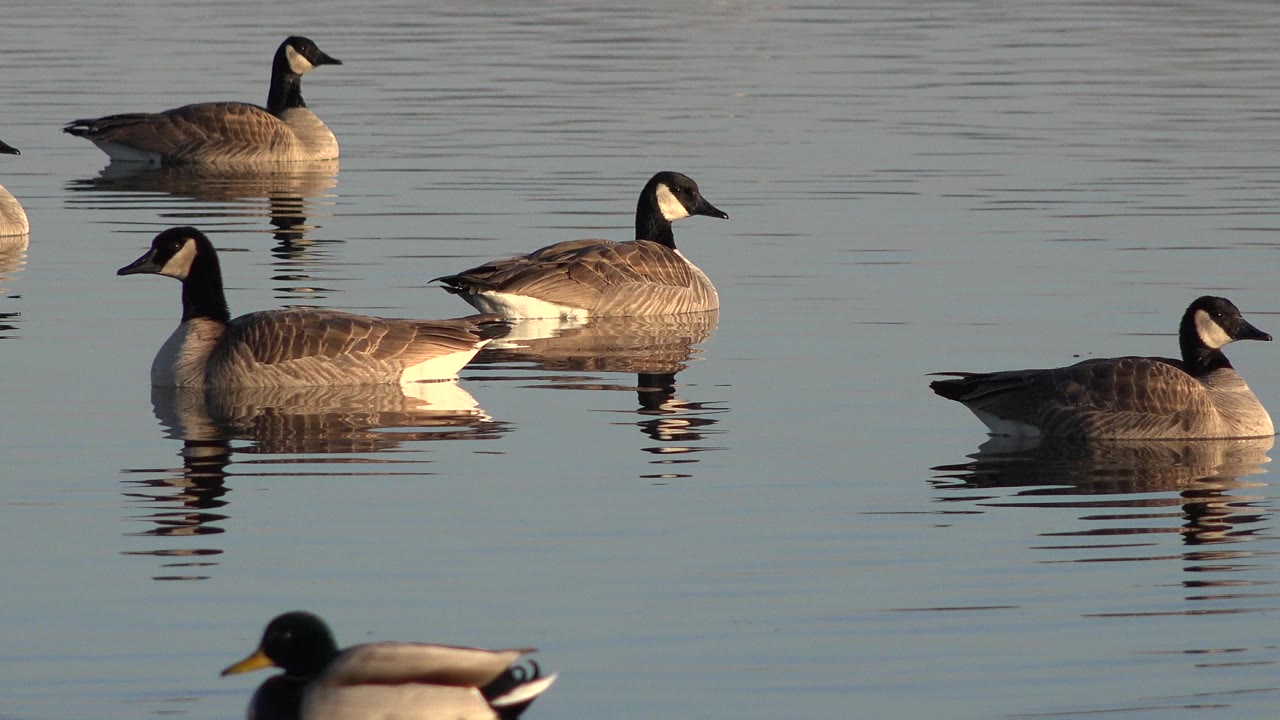 Several Canada geese float across calm water in Westminster, Colorado, with warm light on their brown bodies, clear reflections below them, a blurred mallard near the lower edge, and no visible people.