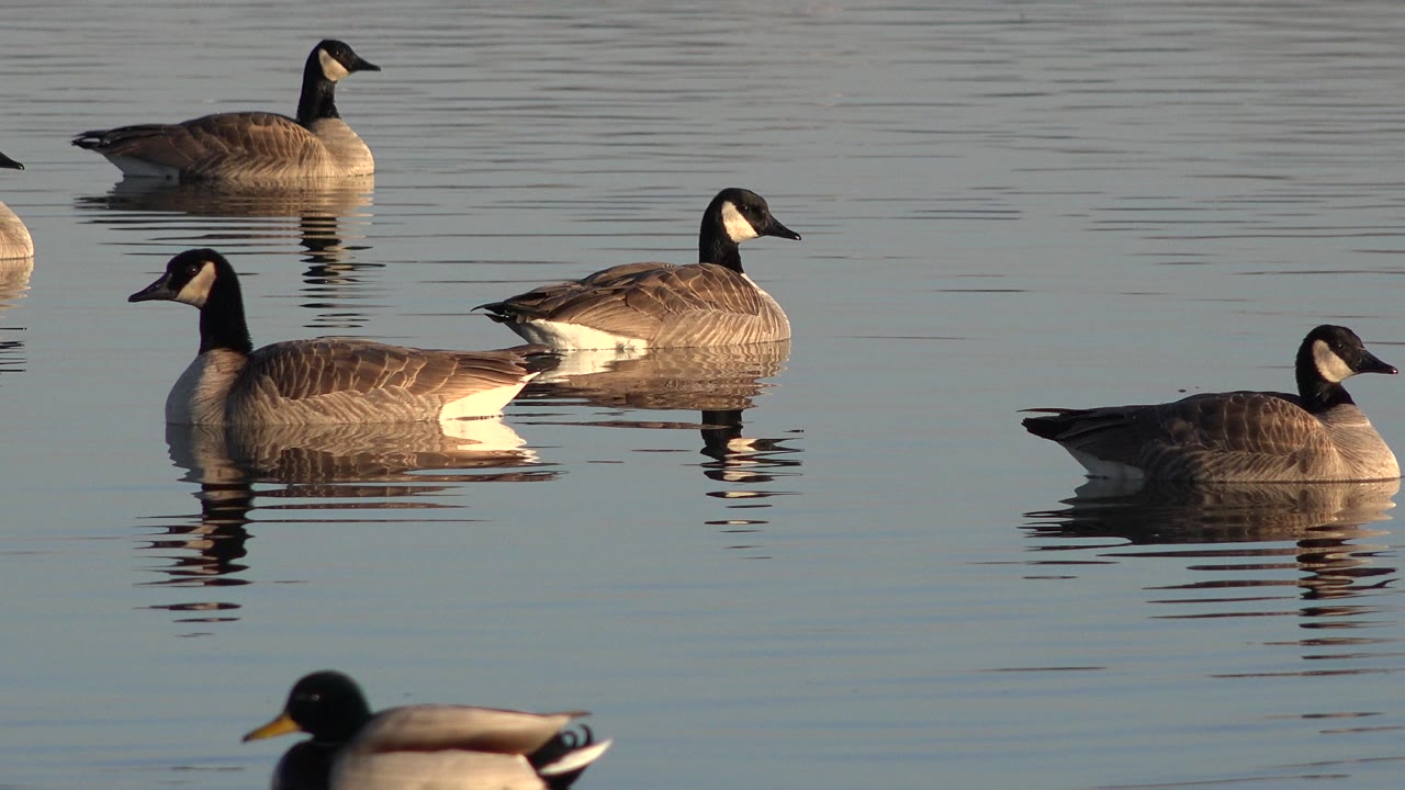 Canada geese remain grouped on the smooth Westminster water, with one larger goose near the left midground, smaller geese behind it, a soft mallard shape near the bottom, and no visible people.