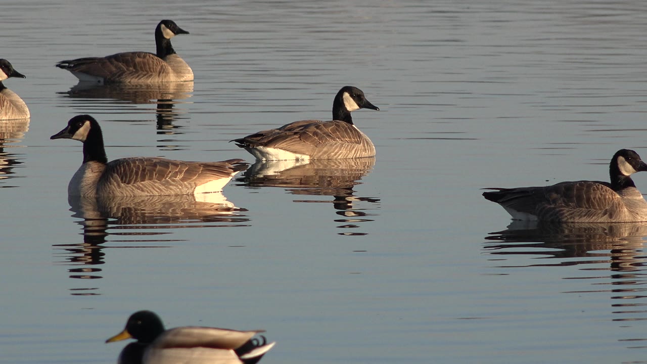 Geese drifting on blue-gray water with ripples and a foreground mallard blur.