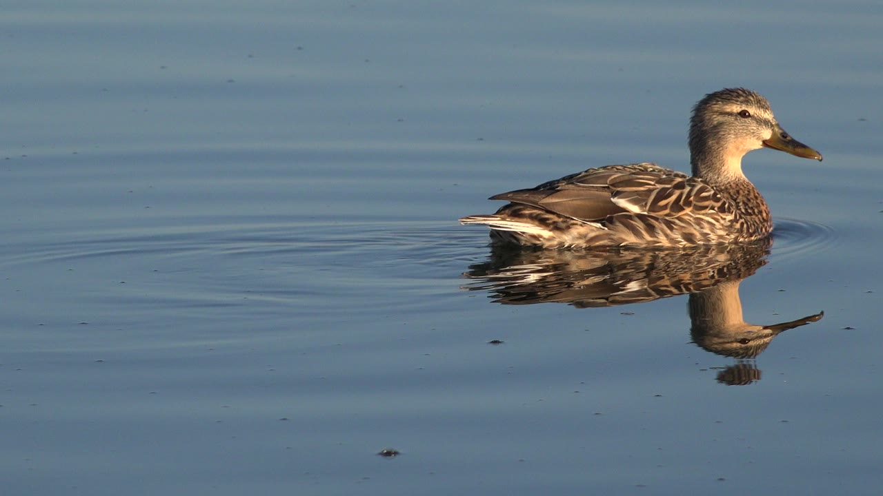 A brown duck swims across blue water in Westminster, Colorado, with warm light on its head, a soft reflection beneath it, and no visible people.
